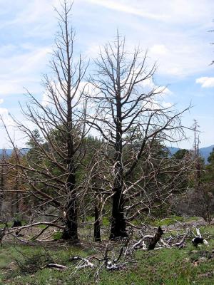 Fire Remains