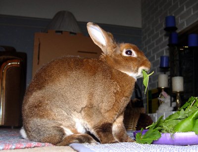 Can't  A Bunny Eat In Peace!