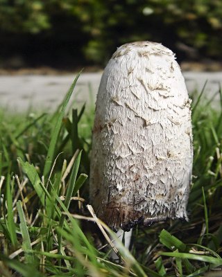 Shaggey Mane Mushroom