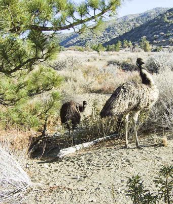 Emus In The Desert