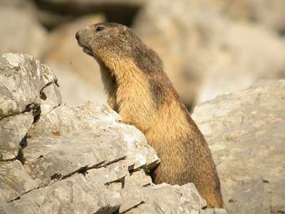 Alpine-Marmot