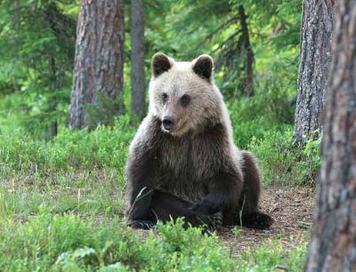 Bear-cub