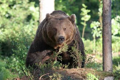 Wild Brown Bear