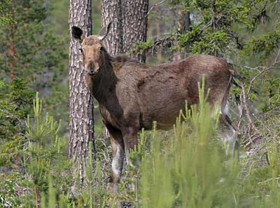Elk (Moose)