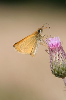 Essex-Skipper