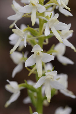 Lesser Butterfly-Orchid