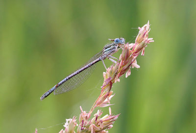 White-legged-Damselfly