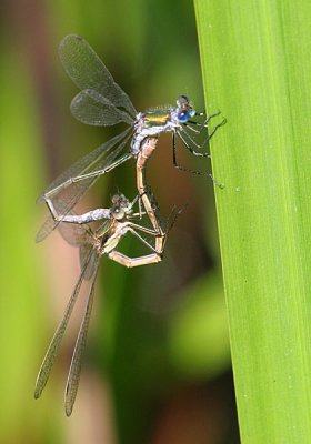 Emerald-Damselflies Mating