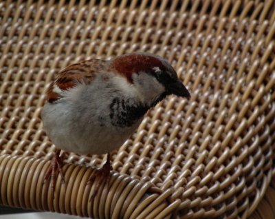 Nuremberg Male House Sparrow at cafe in main square