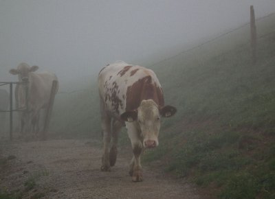 Hohe Salve Cows in the mist