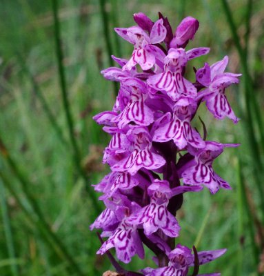  Common Spotted Orchid Hohe Salve