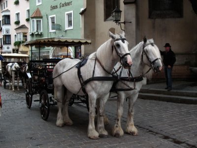 Kitzbuhel shire horses and carts