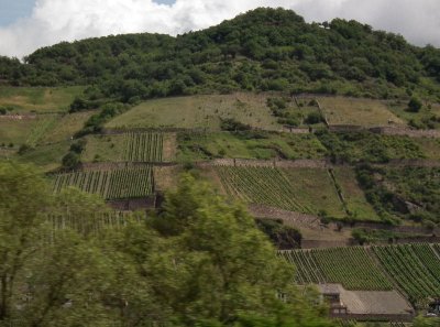  Vineyards Rhine Valley from train