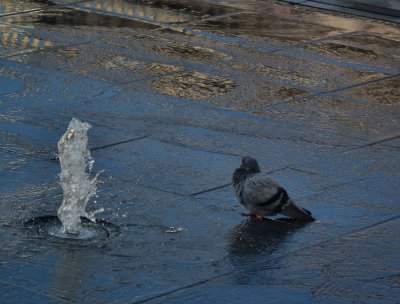 pigeon bathing in fountains St Georges Sq_Valletta