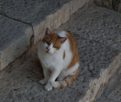 Feral cat_Valletta