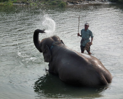 Elephant bath Chitwan border