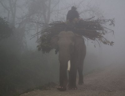 Elephant in the mist_Chitwan
