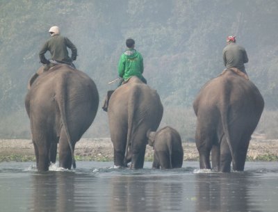 Elephants Rapti River