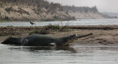 Gharial and lapwing