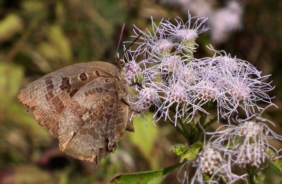 Brown butterfly and Arajator flower