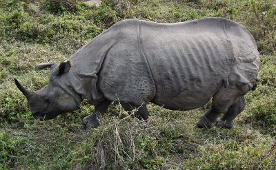 Indian Rhino outside Chitwan