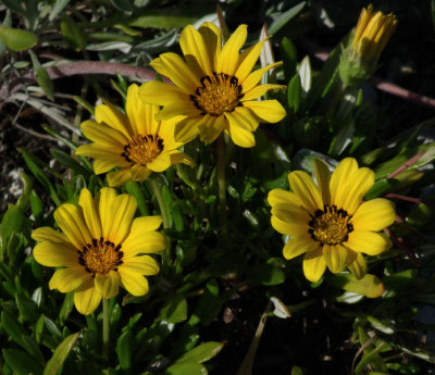 Beach flowers Srebreno