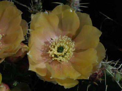 Kupari flowering prickly pear cactus Hotel Pelegrin: the hotel gardens were thriving!