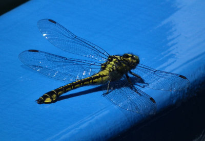 Dragonfly Lake Skadar