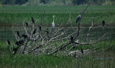 Grey Herons and Cormorants Lake Skadar