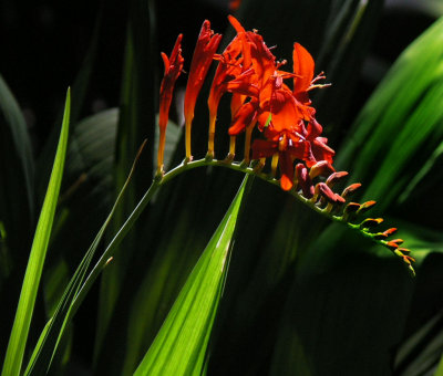 flower .. crocosima(?) at St Dunstans-in-the-East.