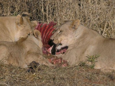 lions at kill