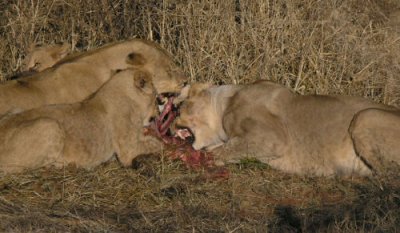 lion showing their toofy-pegs at kill