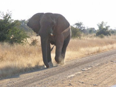 bull elephant in musth .... and not happy with our vehicle
