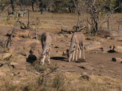female kudu (and zebra and warthogs) from viewing platform Makweti Lodge