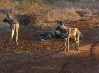 male hunting dogs (my only sighting in 11 years of safaris)