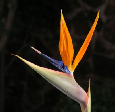 Strelizia crane flower in garden of Kloof House Pretoria