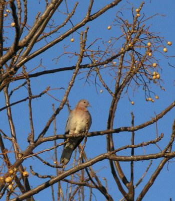 laughing dove Kloof House