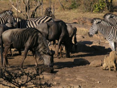 Blue wildebeest, chacma baboon, burchell's  zebra warthog