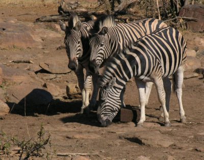 Burchells Zebra from viewing platform Makweti Lodge