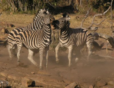 zebra sparring and biting, Makweti Lodge