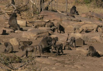 chacma baboons and warthogs, Makweti Lodge