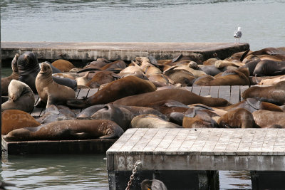 Seals at Fishermans Wharf.JPG