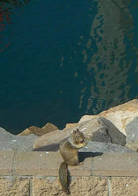 harbor squirrel