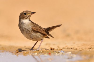 Thrush Nightingale