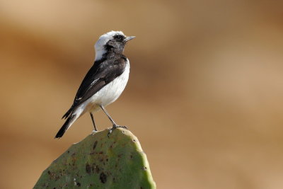 Mourning Wheatear