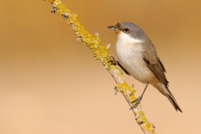 Lesser Whitethroat