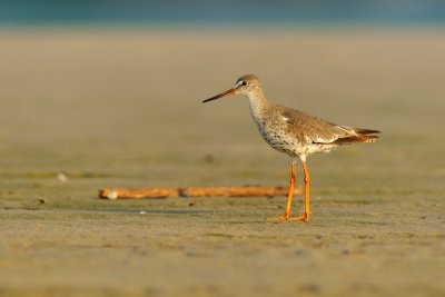 Redshank