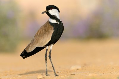 Spur Winged Lapwing