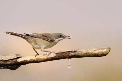 Orphean Warbler