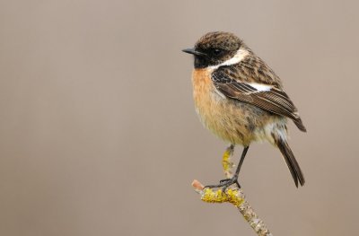 Stonechat